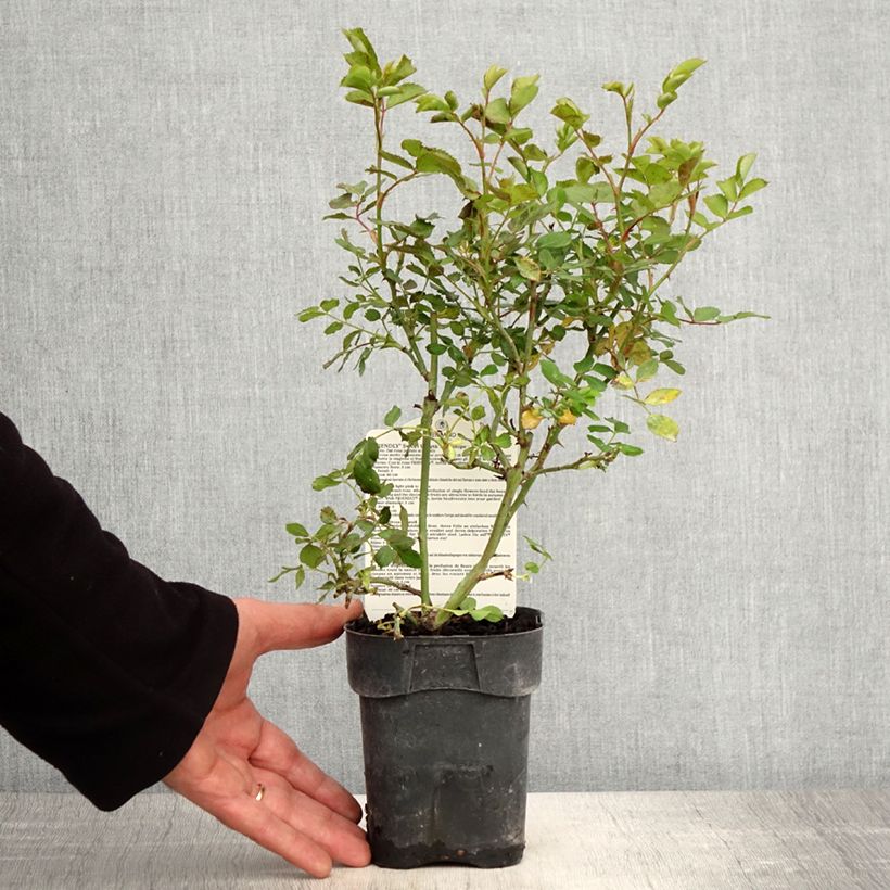 Exemplaar van Rosa Friendly Sweet - Polyantharoos Pot van 10 cm/11 cm zoals geleverd in de lente