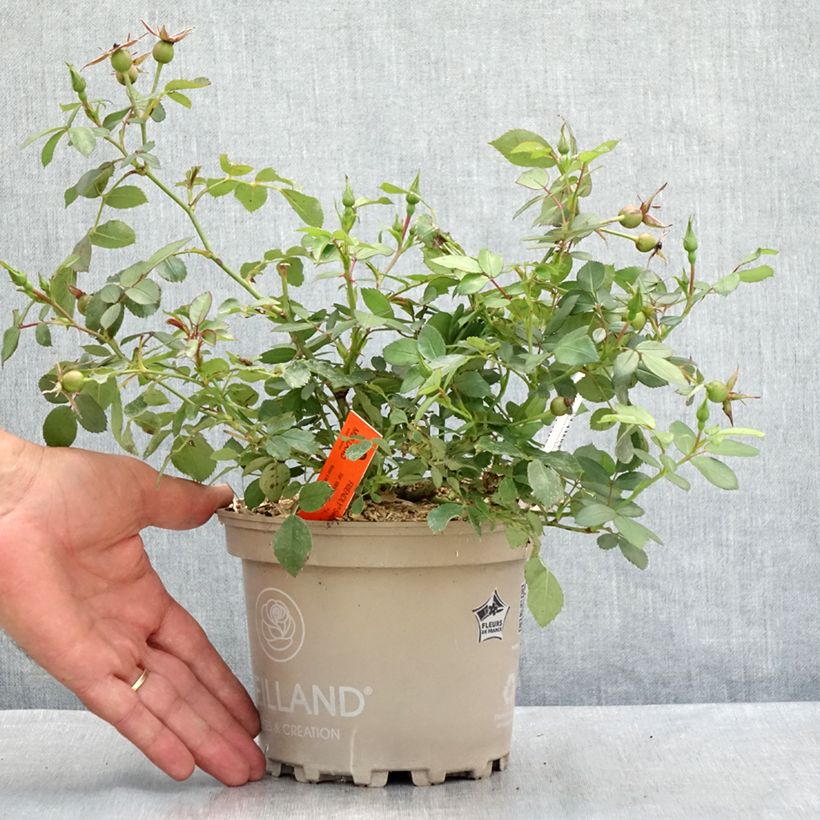 Exemplaar van Rosa Friendly Sweet - Polyantharoos Pot van 2 l/3 l zoals geleverd in de zomer