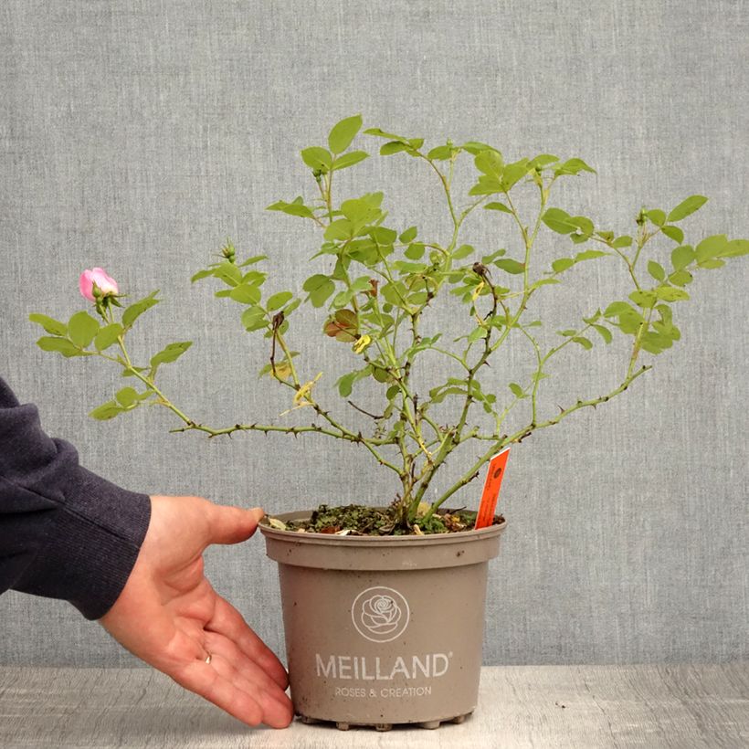 Exemplaar van Rosa Friendly Sweet - Polyantharoos Pot van 2 l/3 l zoals geleverd in de lente