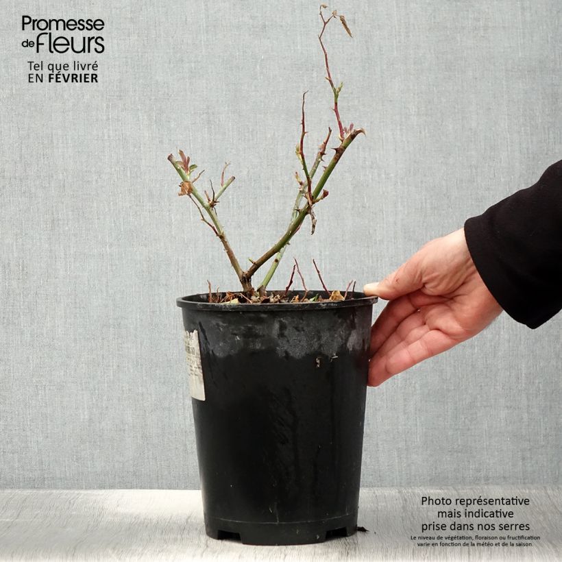Example of Rosier arbustif Frisson Frais Pot van 4 l/5 l as you get in hiver