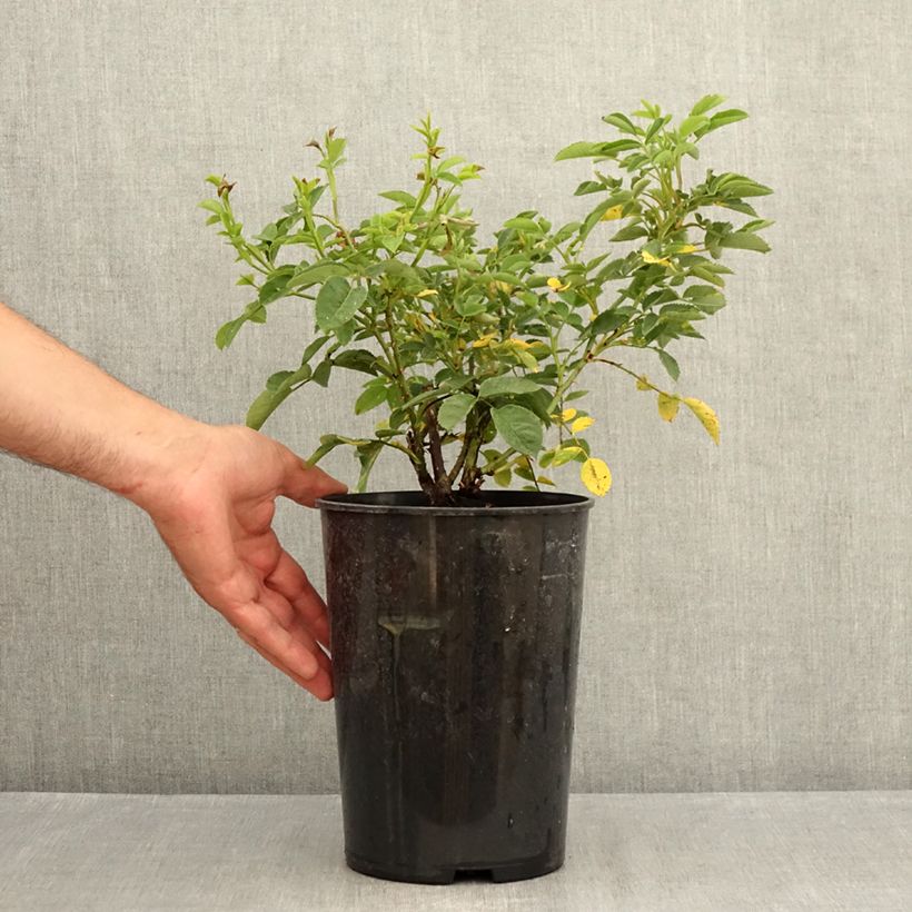 Exemplaar van Rosa Golden Wings - Polyantharoos Pot van 4 l/5 l zoals geleverd in de zomer