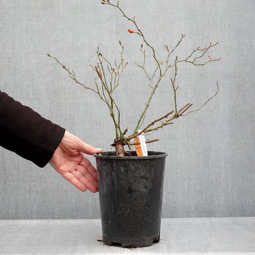 Exemplaar van Rosa Ice Meidiland - Polyantharoos Pot van 4 l/5 l zoals geleverd in de winter