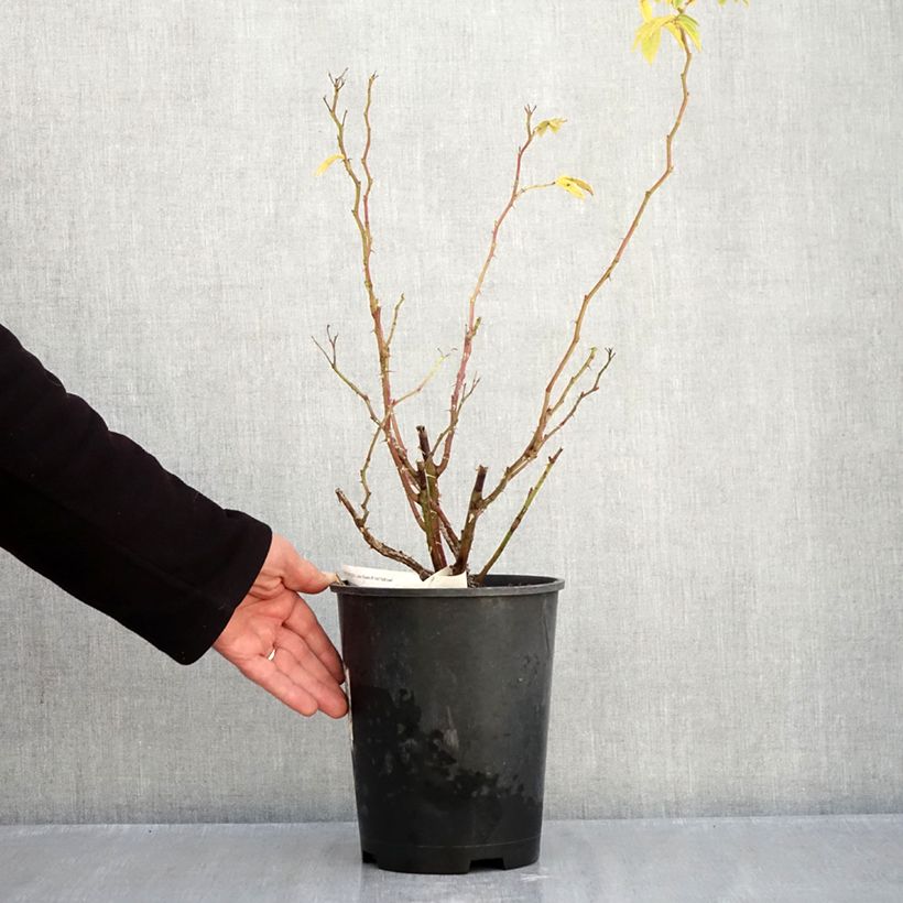 Exemplaar van Rosa Jean de Bruges - Trosroos Pot van 4 l/5 l zoals geleverd in de herfst