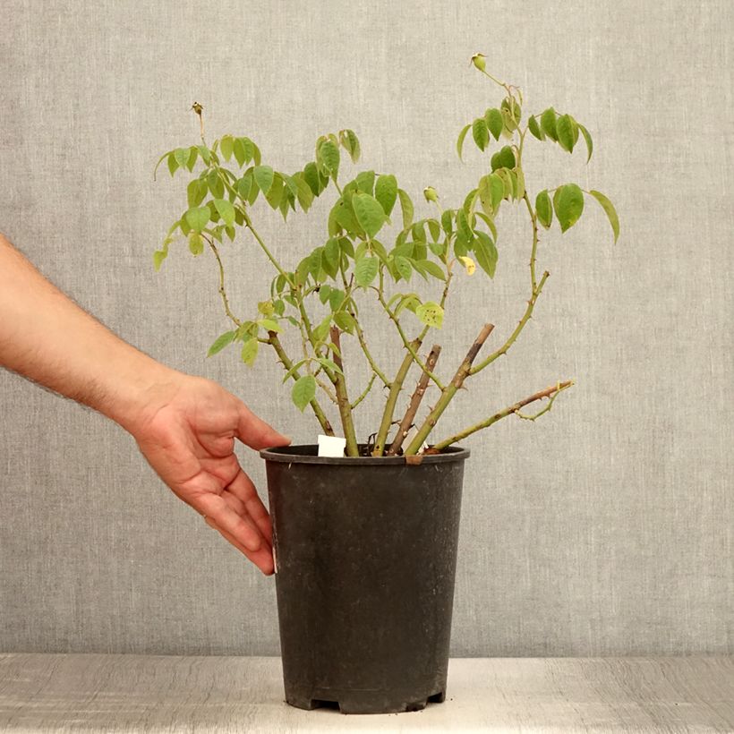 Exemplaar van Rosa Kathleen - Muskusroos Pot van 4 l/5 l zoals geleverd in de zomer
