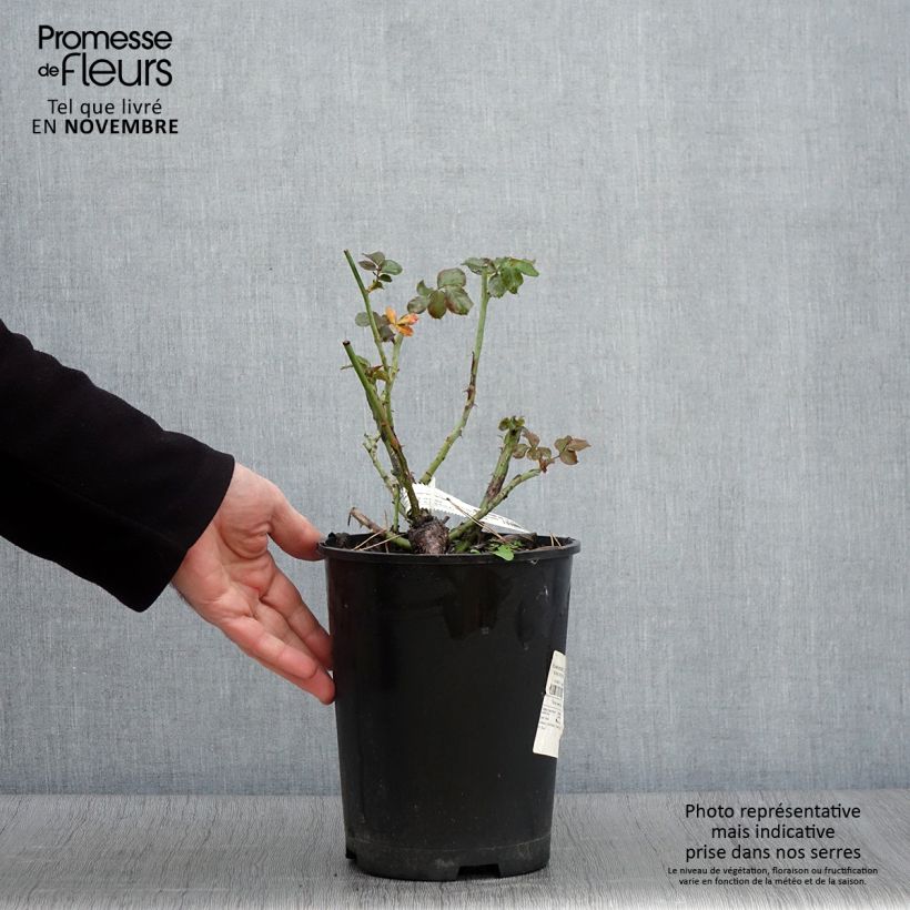 Exemplaar van Rosa La Reine de la Nuit - Polyantharoos Pot van 3 l/4 l zoals geleverd in de herfst
