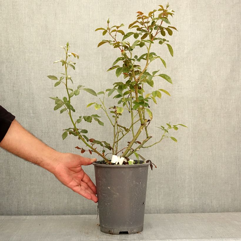 Exemplaar van Rosa Machera - Muskusroos Pot van 4 l/5 l zoals geleverd in de zomer