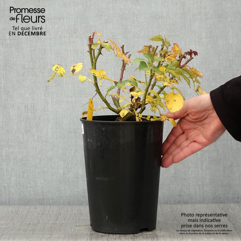 Exemplaar van Rosa Maria Theresia - Trosroos Pot van 4 l/5 l zoals geleverd in de herfst