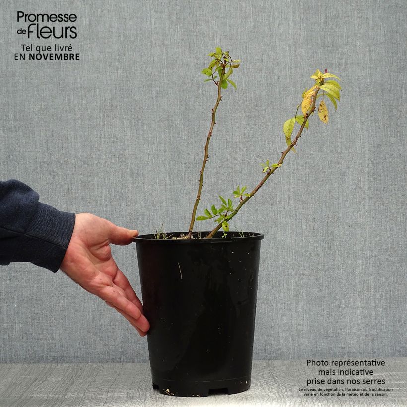 Exemplaar van Rosa moschata Matchball - Muskusroos Pot van 4 l/5 l zoals geleverd in de herfst