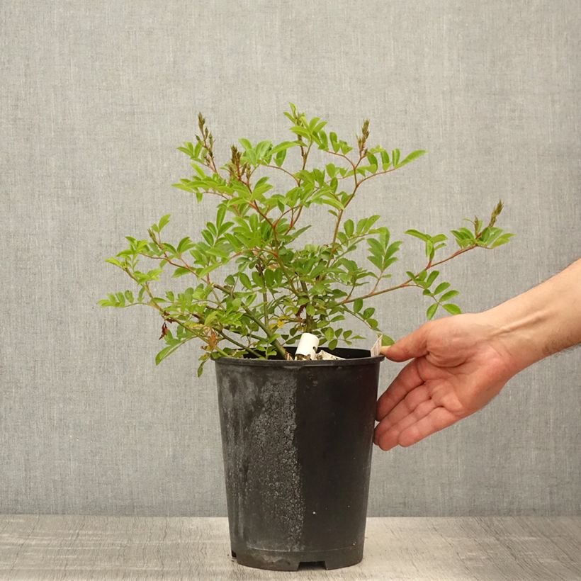 Exemplaar van Rosa Millie Fleur - Muskusroos Pot van 4 l/5 l zoals geleverd in de lente