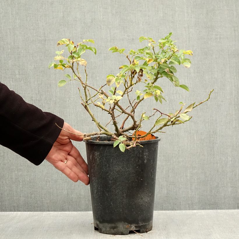 Exemplaar van Rosa Nadia Meillandecor - Polyantharoos Pot van 4 l/5 l zoals geleverd in de herfst