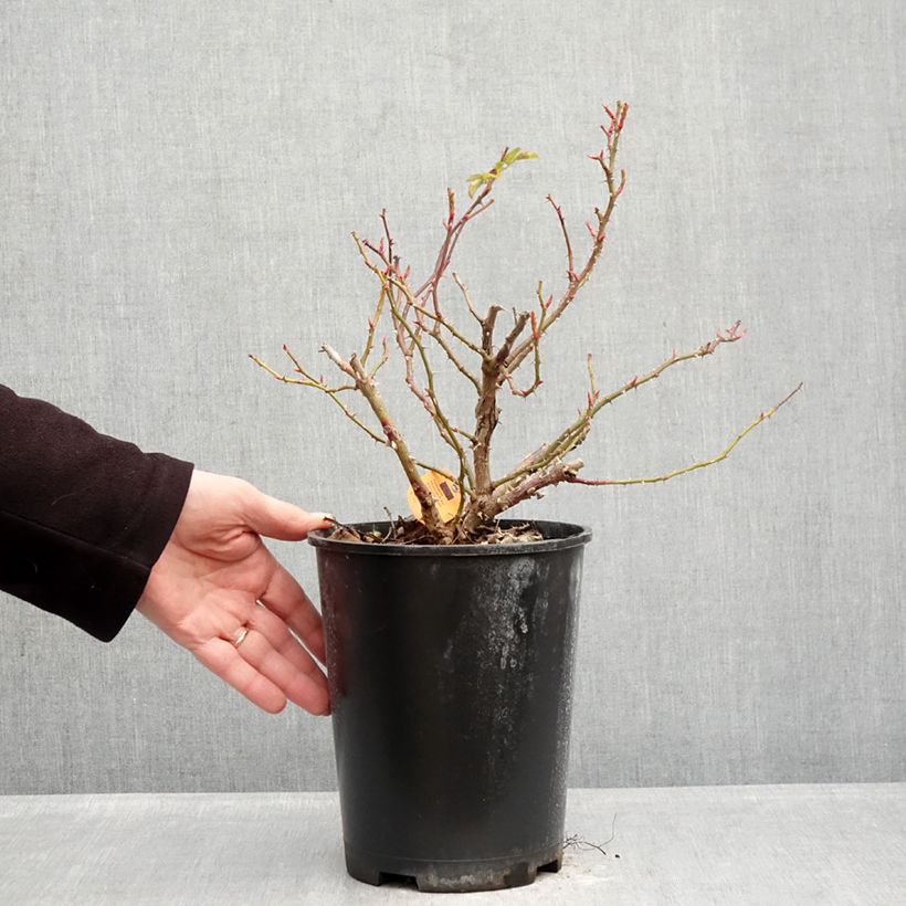 Exemplaar van Rosa Nadia Meillandecor - Polyantharoos Pot van 4 l/5 l zoals geleverd in de winter