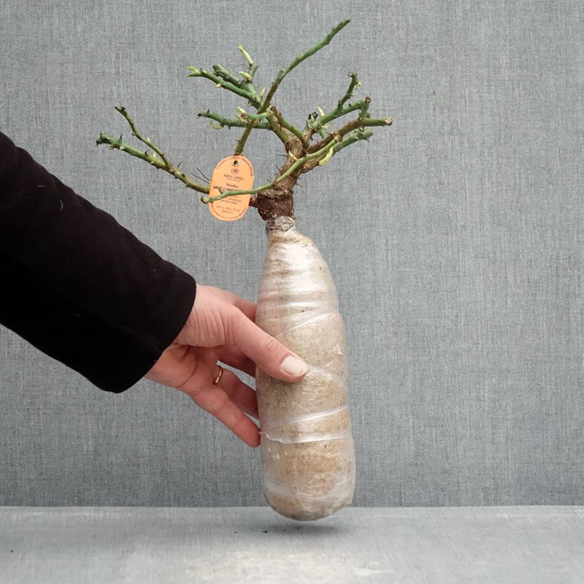 Exemplaar van Rosa Nadia Meillandecor - Polyantharoos In kluit zoals geleverd in de winter