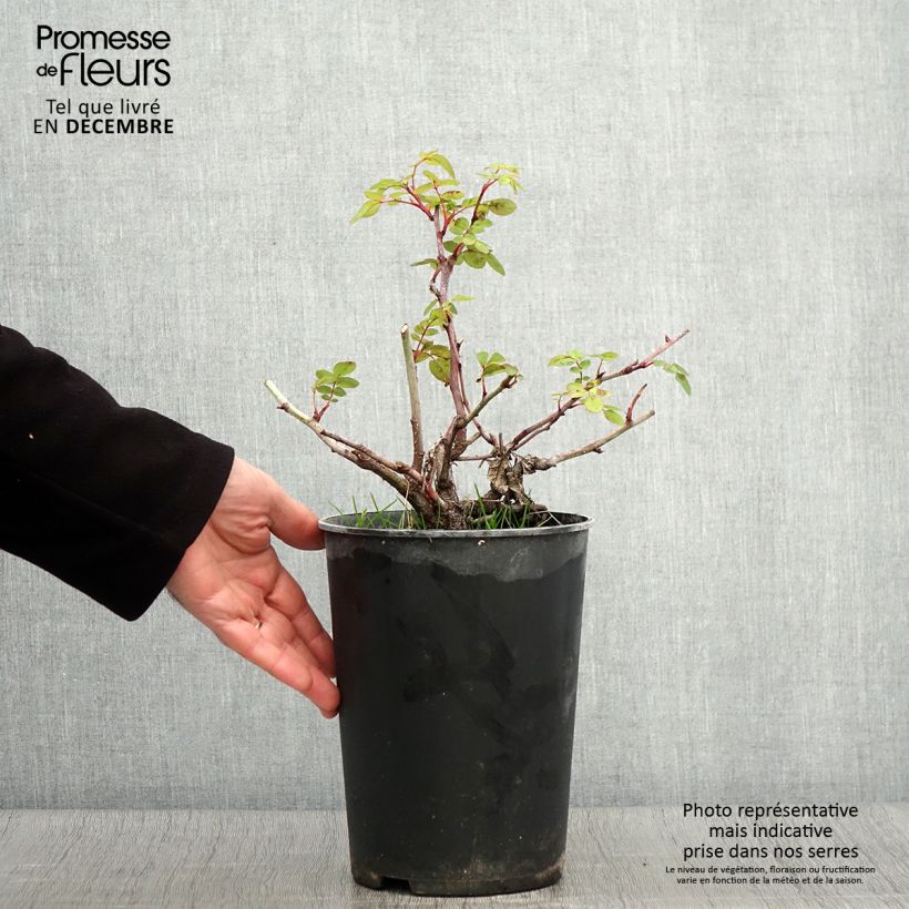Exemplaar van Rosa Nevada - Polyantharoos Pot van 4 l/5 l zoals geleverd in de herfst