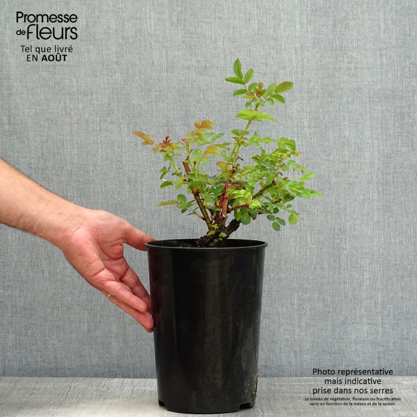 Exemplaar van Rosa Nevada - Polyantharoos Pot van 4 l/5 l zoals geleverd in de zomer