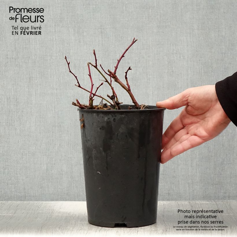 Example of Rosa Nevada - Polyantharoos Pot van 4 l/5 l as you get in hiver
