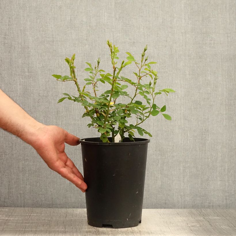 Exemplaar van Rosa Omi Oswald - Muskusroos Pot van 4 l/5 l zoals geleverd in de lente