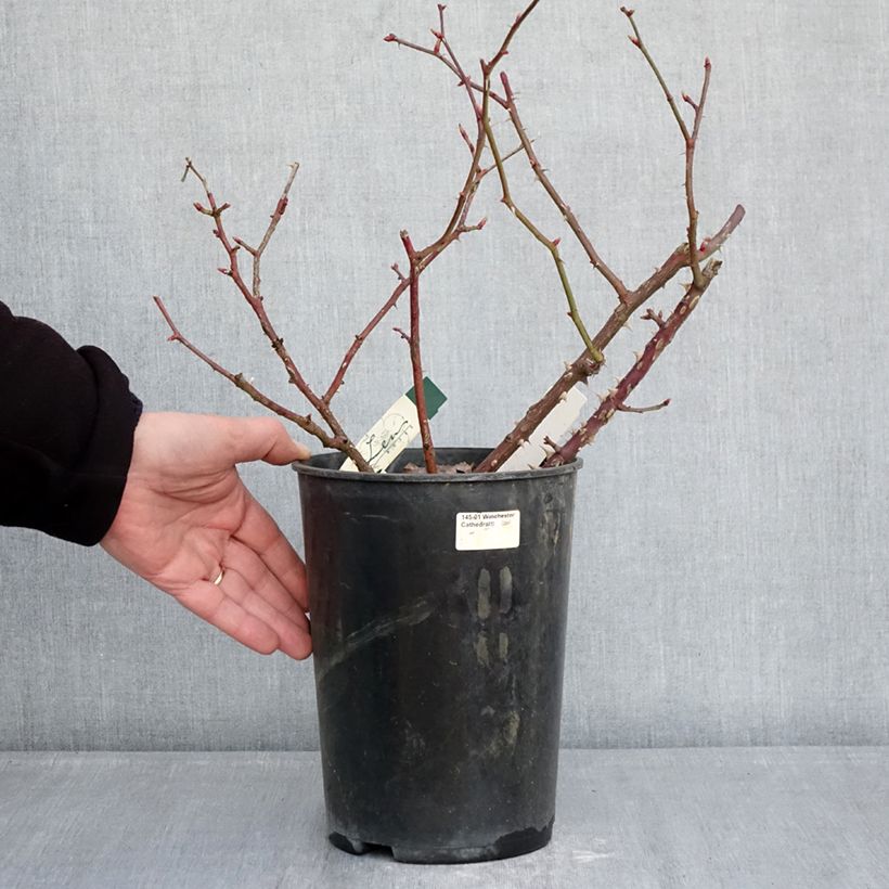 Exemplaar van Rosa Pirouette - Trosroos Pot van 4 l/5 l zoals geleverd in de winter