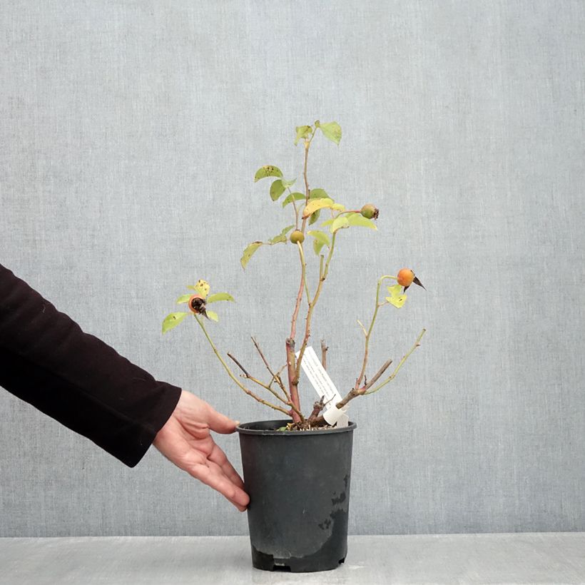 Exemplaar van Rosa Prins Alexander - Polyantharoos Pot van 4 l/5 l zoals geleverd in de herfst