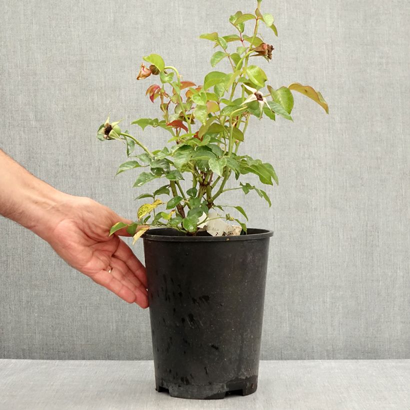 Exemplaar van Rosa Prins Alexander - Polyantharoos Pot van 4 l/5 l zoals geleverd in de zomer