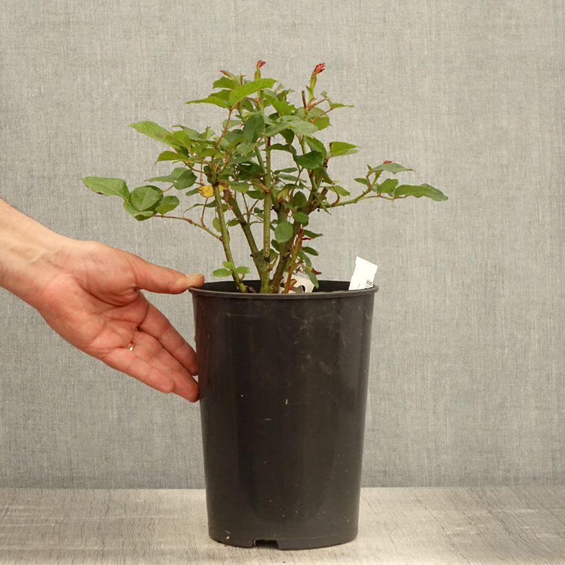 Exemplaar van Rosa Prins Alexander - Polyantharoos Pot van 4 l/5 l zoals geleverd in de lente