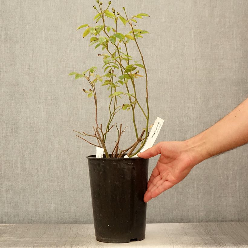 Exemplaar van Rosier arbustif Queen of the Musks Pot de 4L/5L zoals geleverd in de zomer