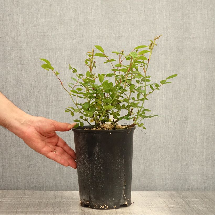 Example of Rosier arbustif Queen of the Musks Pot van 4 l/5 l as you get in printemps