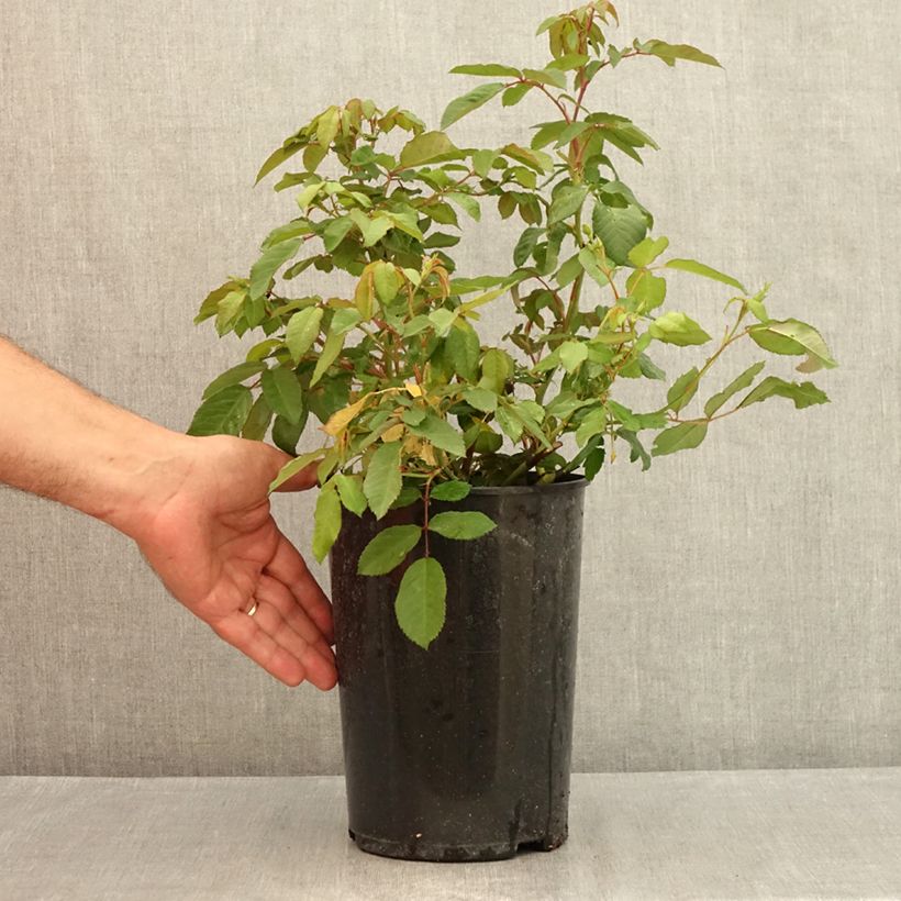 Exemplaar van Rosa Rosalita - Muskusroos Pot van 4 l/5 l zoals geleverd in de zomer