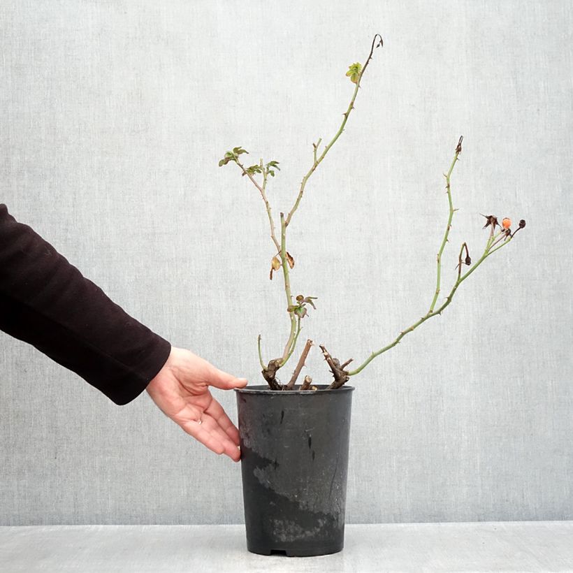 Exemplaar van Rosa Rosenstadt Freising - Trosroos Pot van 4 l/5 l zoals geleverd in de herfst