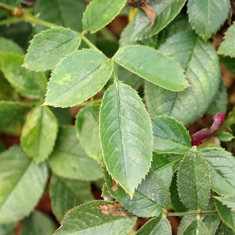 Rosa Rosy Boom Colour Change - Polyantharoos (Blad)