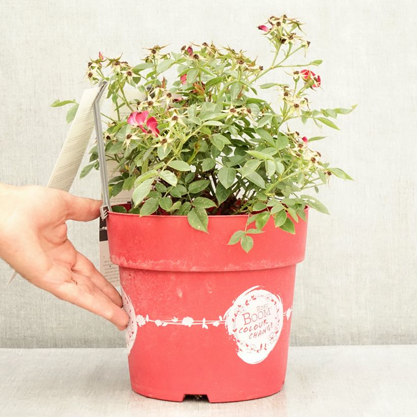 Exemplaar van Rosa Rosy Boom Colour Change - Polyantharoos Pot van 6 l/7 l zoals geleverd in de zomer