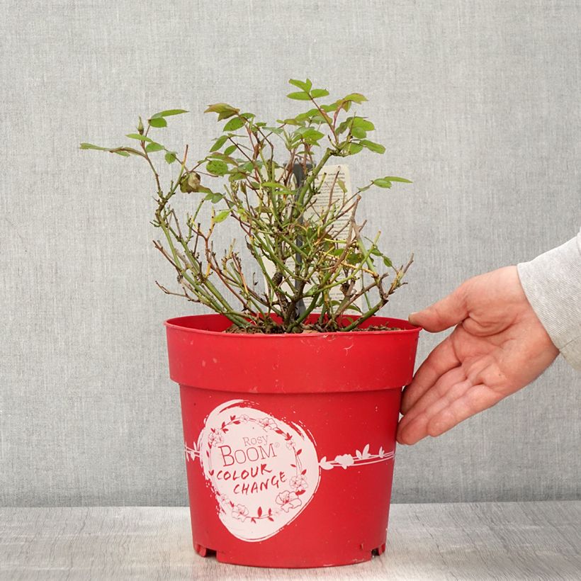 Exemplaar van Rosa Rosy Boom Colour Change - Polyantharoos Pot van 6 l/7 l zoals geleverd in de lente