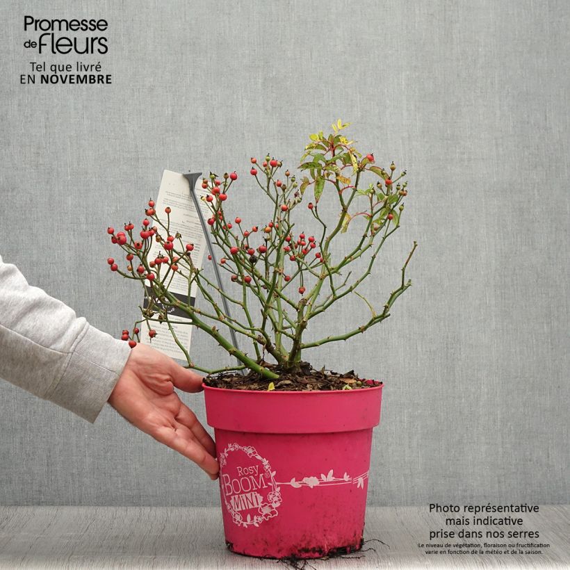 Exemplaar van Rosa Rosy Boom Mini - Polyantharoos Pot van 6 l/7 l zoals geleverd in de herfst