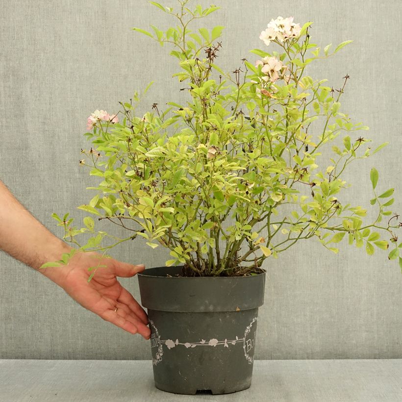 Exemplaar van Rosa Rosy Boom Rose - Polyantharoos Pot van 6 l/7 l zoals geleverd in de zomer