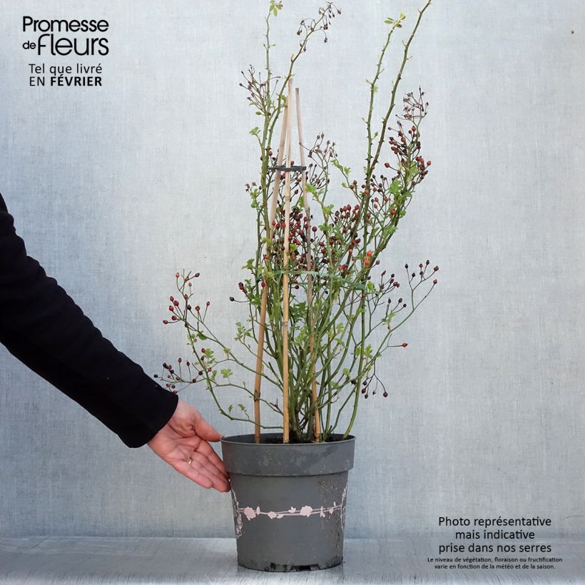 Example of Rosier arbustif Rosy Boom Rose (Abellio Spaniuc) Pot van 6 l/7 l as you get in hiver