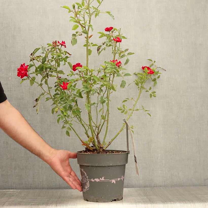 Exemplaar van Rosa Rosy Boom Red - Polyantharoos Pot van 6 l/7 l zoals geleverd in de zomer