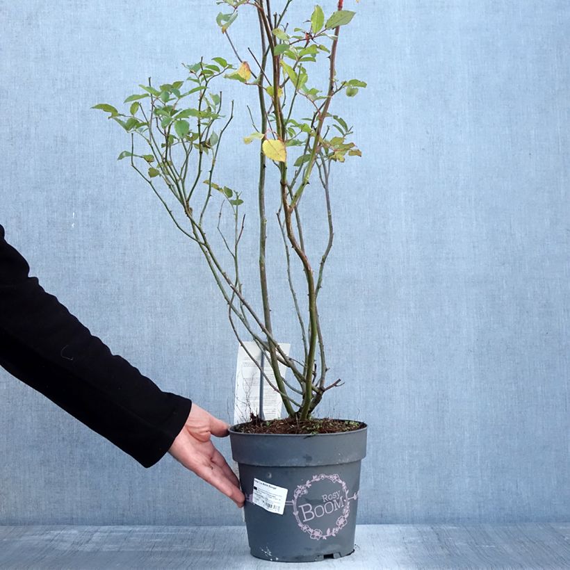 Example of Rosier arbustif Rosy Boom rouge La Belle Rouge Pot van 6 l/7 l as you get in hiver