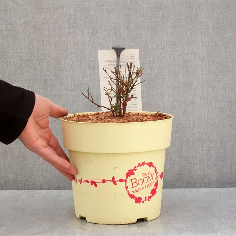Exemplaar van Rosier arbustif Rosy Boom Wild and Freaky Pot de 6L/7L zoals geleverd in de winter