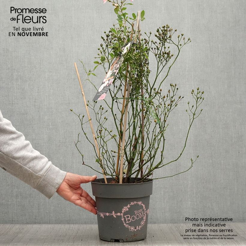 Exemplaar van Rosa Rosy Boom Wildlife - Polyantharoos Pot van 6 l/7 l zoals geleverd in de herfst