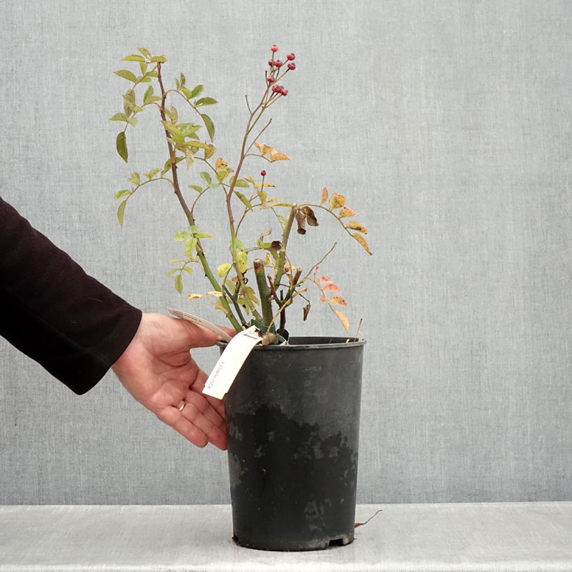 Exemplaar van Rosa Rosy Purple - Muskusroos Pot van 4 l/5 l zoals geleverd in de herfst