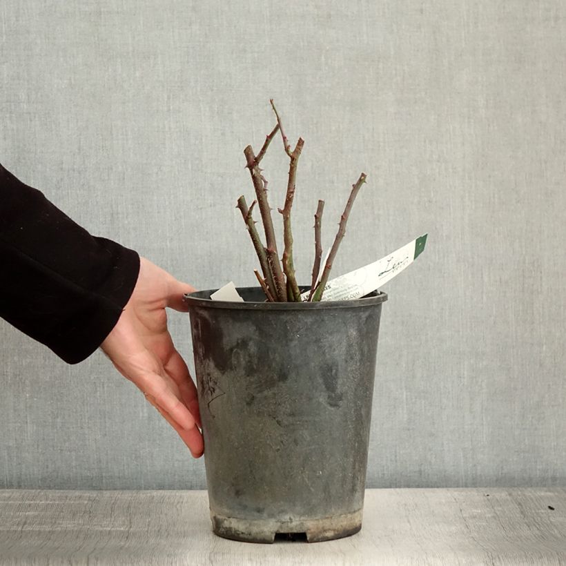 Example of Rosier arbustif Rosy Purple Pot van 4 l/5 l as you get in hiver