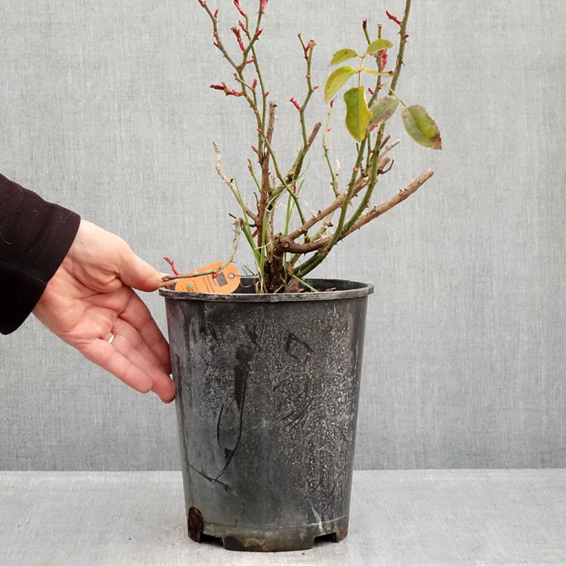 Exemplaar van Rosa Scarlet Bonica - Polyantharoos Pot van 4 l/5 l zoals geleverd in de winter