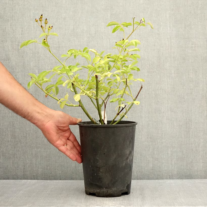 Example of Rosier arbustif Schubert Pot van 4 l/5 l as you get in ete