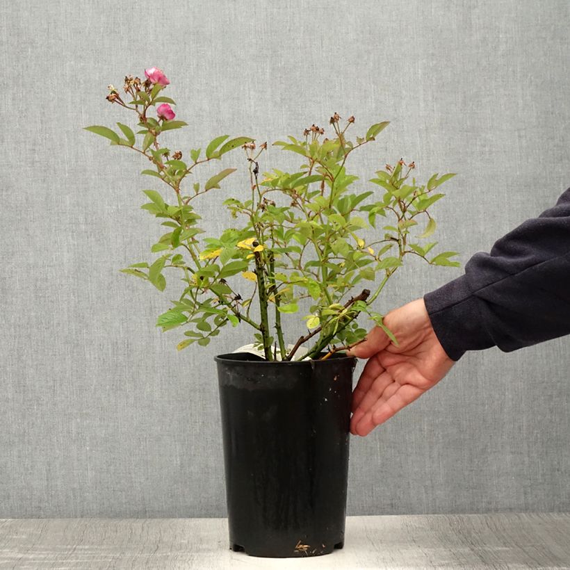 Exemplaar van Rosa moschata Sibelius - Muskusroos Pot van 4 l/5 l zoals geleverd in de zomer