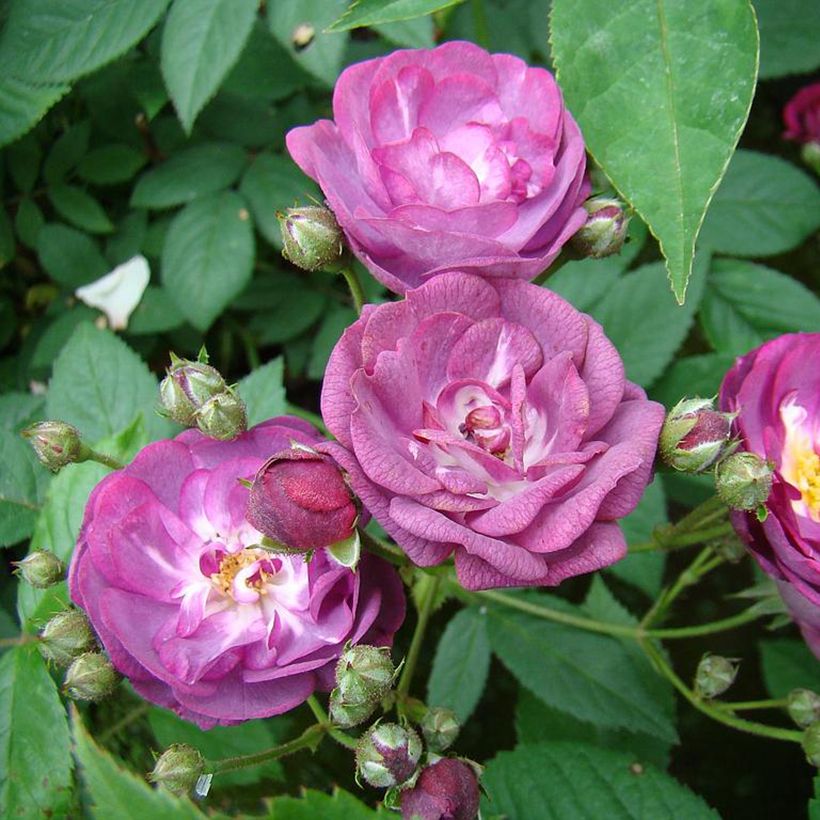 Rosa moschata Sibelius - Muskusroos (Bloei)