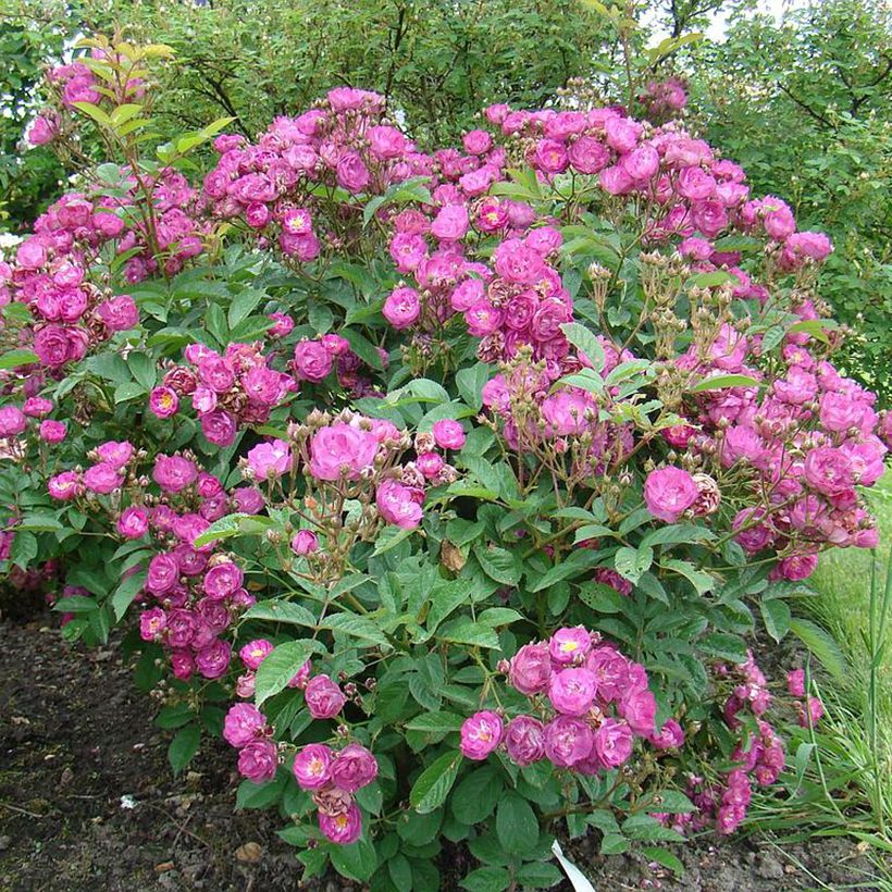 Rosa moschata Sibelius - Muskusroos (Groeiplaats)