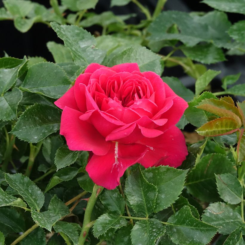 Rosa Soul - Polyantharoos (Bloei)