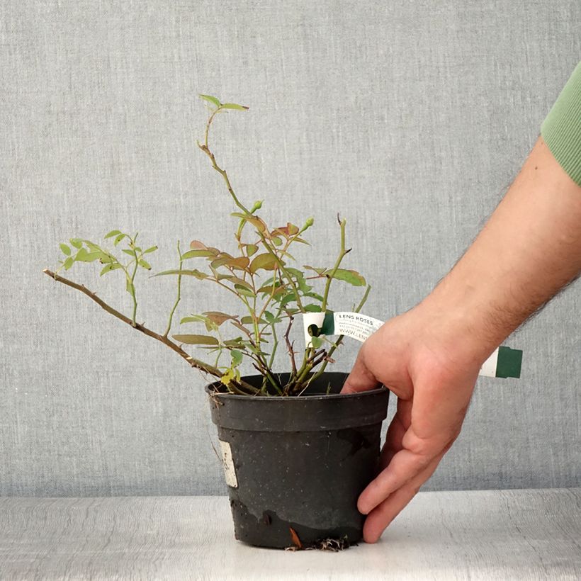 Exemplaar van Rosa Twins - Muskusroos Pot van 1 l/1,5 l zoals geleverd in de zomer