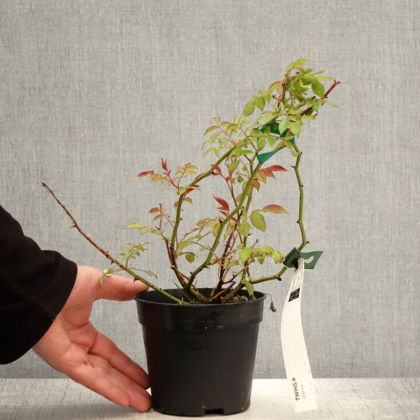 Exemplaar van Rosa Twins - Muskusroos Pot van 1 l/1,5 l zoals geleverd in de lente