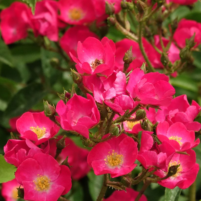 Rosa moschata Vif Eclat - Muskusroos (Bloei)