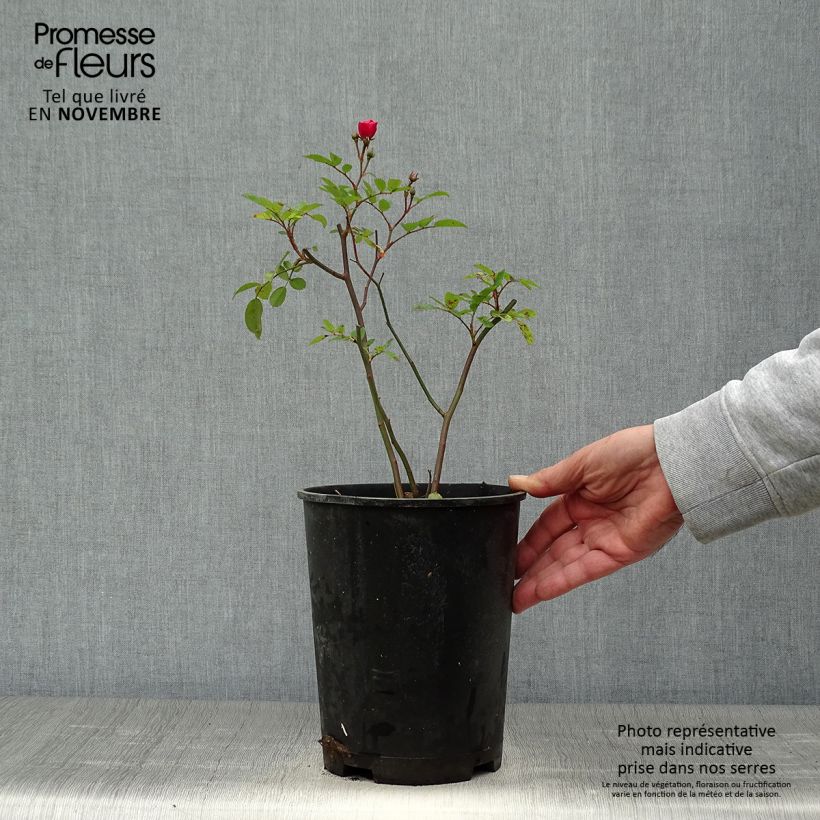 Exemplaar van Rosa moschata Vif Eclat - Muskusroos Pot van 4 l/5 l zoals geleverd in de herfst